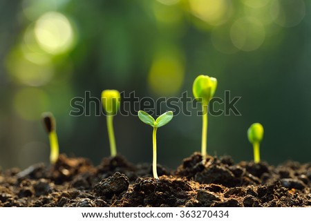 Group of green sprouts growing out from soil
 Royalty-Free Stock Photo #363270434