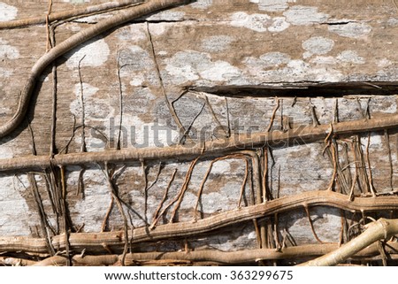 Background wood from the trees