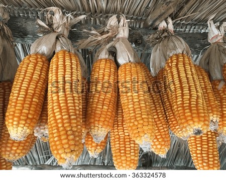Dried corn photography by iPhone for background and wallpaper