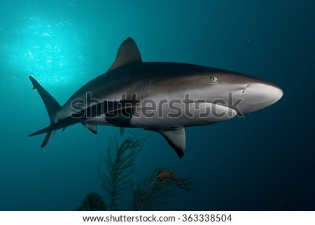 shark, underwater picture, South Africa