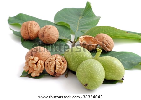 walnuts on leaves 3