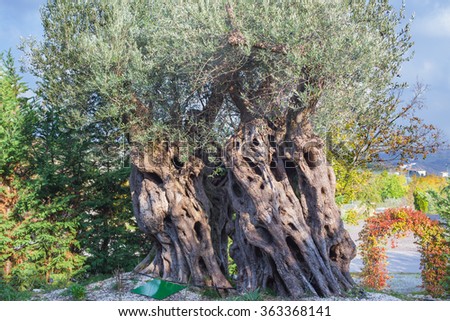 Old olive tree whose age is 2400 years in Italy.