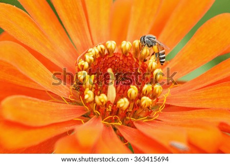 Orange flowers with bee close up