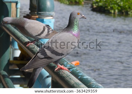 Light and Shadow of Pigeon