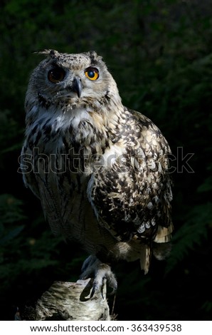 Bengal Eagle Owl Portrait while on a perch in the shade