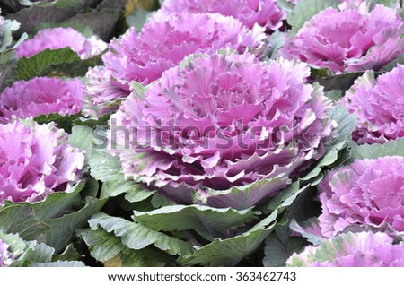 violet ornamental cabbage in the garden
