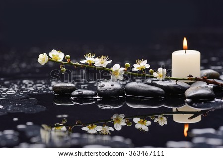 Still life with branch cherry blossom with white candle on black stones