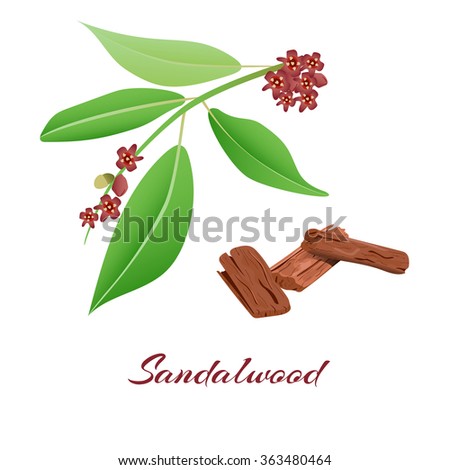 Sandalwood tree branch and bark.Vector illustration. Royalty-Free Stock Photo #363480464