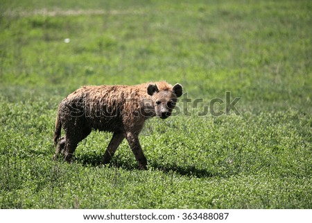 Hyena in Ngorongoro crater