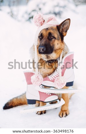 German shepherd dog wearing hat with racing skates