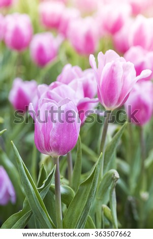 Tulip Flowers,a colorful tulips tulips in spring,colourful tulip