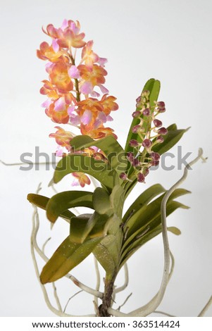 Red orange orchids and buds on white background