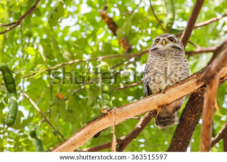 Spotted Owlet (Athene Brama) is sitting on the tree.