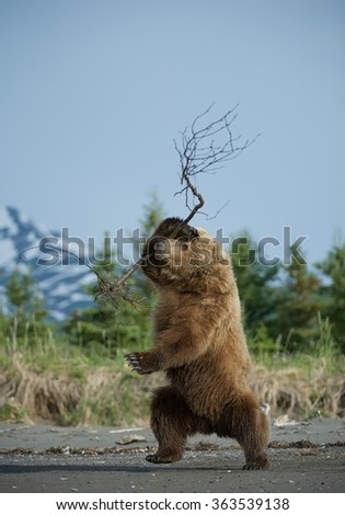 Grizzly bear dancing with branch on the beach, Lake Clark, Alaska