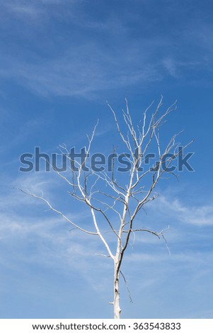Single old and dead tree and blue sky