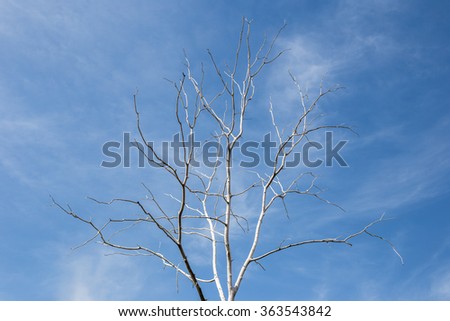 Single old and dead tree and blue sky