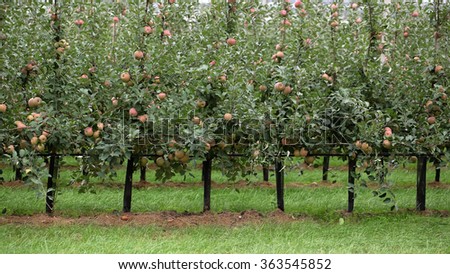 Photo closeup of beautiful apple garden full of ripped red apples trees in rows big fruit heavy branches green leaves and grass on agrarian background, horizontal picture