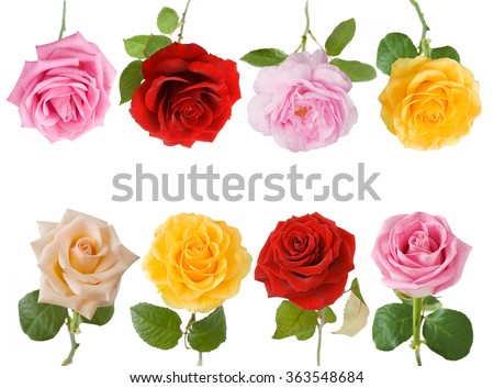 Cream, red, yellow and pink rose flowers set isolated on white background