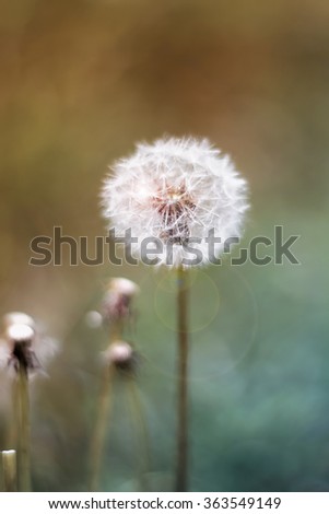 dandelion flower growing on a green meadow in summer