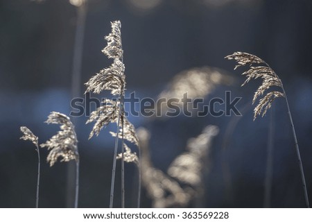 Detail of flowering reed and grass plants