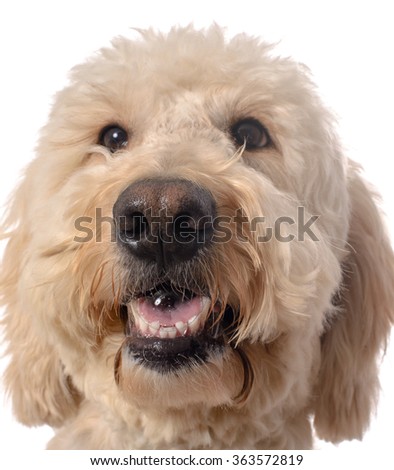 Cream goldendoodle blowing a bubble isolated on a white background.