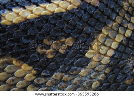 Snake skin Python background