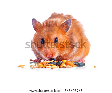 Hamster. Eating little Cute pet isolated on a white background