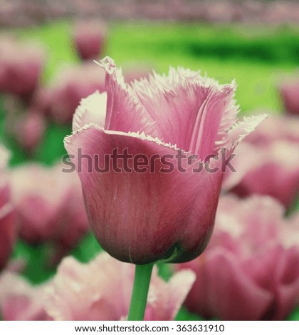 pink tulip with a vintage editing filter 