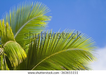 palm tree leafs on blue sky