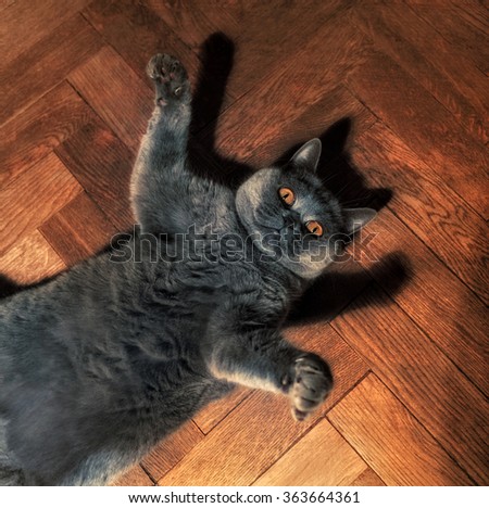 Fat funny British cat lying on the floor