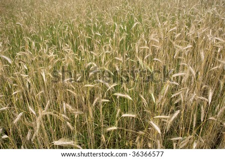 grain field, almost ripe wheat, horizontal photo