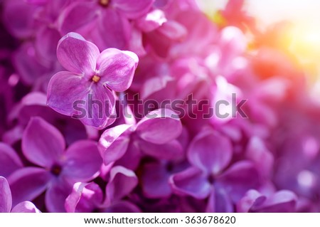 closeup spring violet flowers. natural floral background