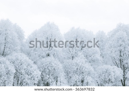 Photo of snow covered branches of plants and trees in winter
