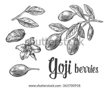 Goji berries on a branch. Engraving vintage vector black illustration. Isolated on white background. Hand drawn design element for label and poster Royalty-Free Stock Photo #363700958