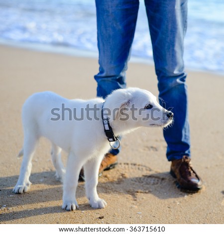 Beautiful dog on the ocean beach background 