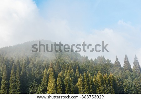 Pine forest in the mist.