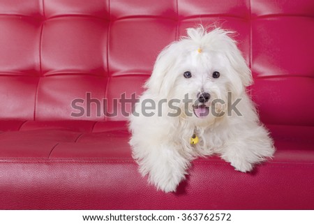 Picture of a maltese dog with white color lying on a red couch, shot at home