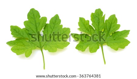 Green bitter gourd leaves isolated on white background