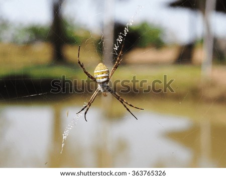 yellow black middle large size tropical spider in a garden outdoor under sunlight with country home surrounding background