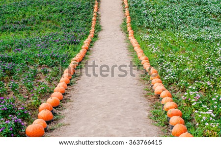 soil walkway with orange pumpkin and grass through flower field