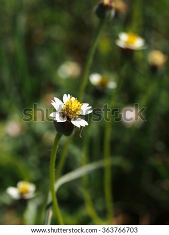 wild daisy flowers field, green grass leaves with light green white wild flowers, grass flowers, on a lake bank with beautiful green grass bokeh as picture background
