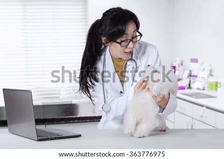 Picture of pretty female veterinarian working in the clinic and checking a dog mouth