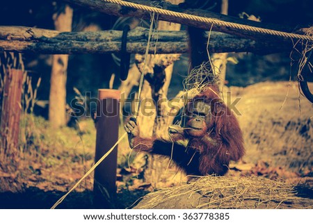 A cute adult orangutan in the zoo with sunshine on summer day, nature background. Outdoors. Vintage picture style.