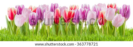 Fresh tulip flower isolated on white background, beautiful flowers