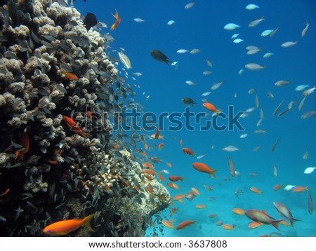 A picture of a coral reef. shot in the Red Sea