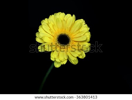 Yellow Night Daisy 