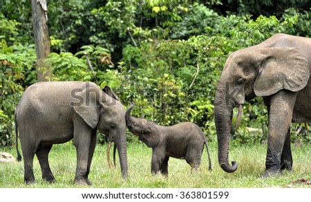 The elephant calf  and elephant cow The African Forest Elephant, Loxodonta africana cyclotis. At the Dzanga saline (a forest clearing) Central African Republic, Dzanga Sangha Royalty-Free Stock Photo #363801599