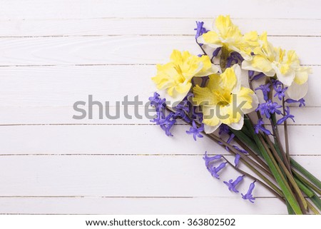 Bright  yellow and blue spring flowers   on white   painted wooden planks. Selective focus. Place for text. 
