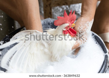washing chicken Royalty-Free Stock Photo #363849632