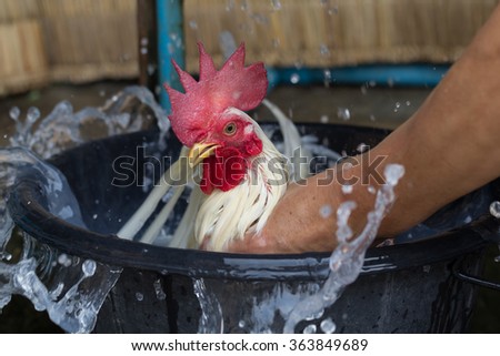 washing chicken Royalty-Free Stock Photo #363849689